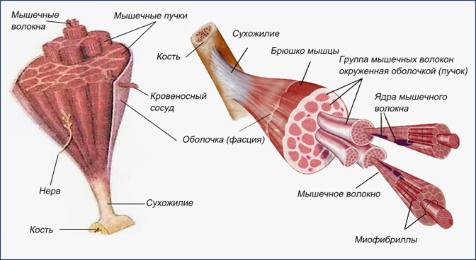 Особенности строения мышц - Бодибилдинг форум AnabolicShops