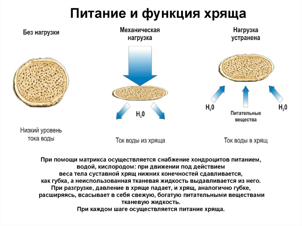 Осторожно Артроз! Введение. - Бодибилдинг форум AnabolicShops